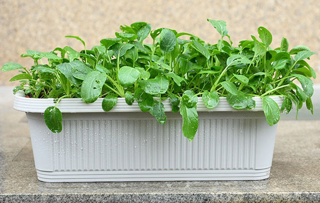 What are the benefits of vegetable pot plants?