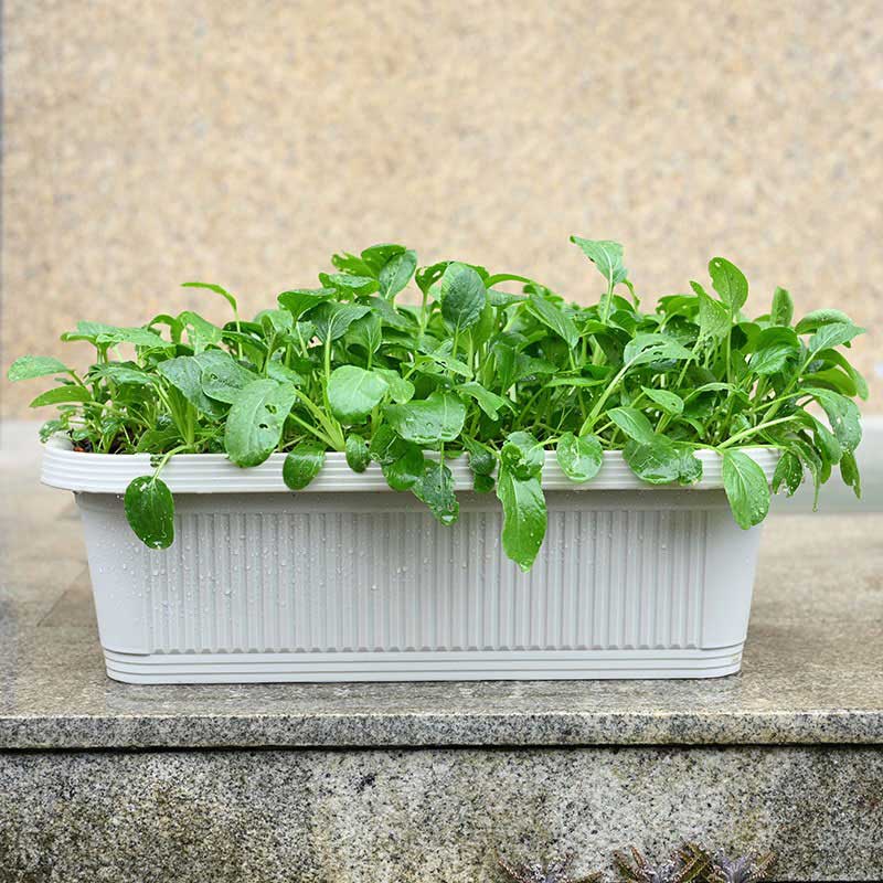 Rectangle Vegetable Pot